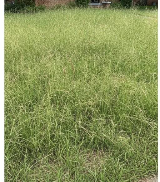 Overgrown front lawn before mowing — tall grass along the sidewalk